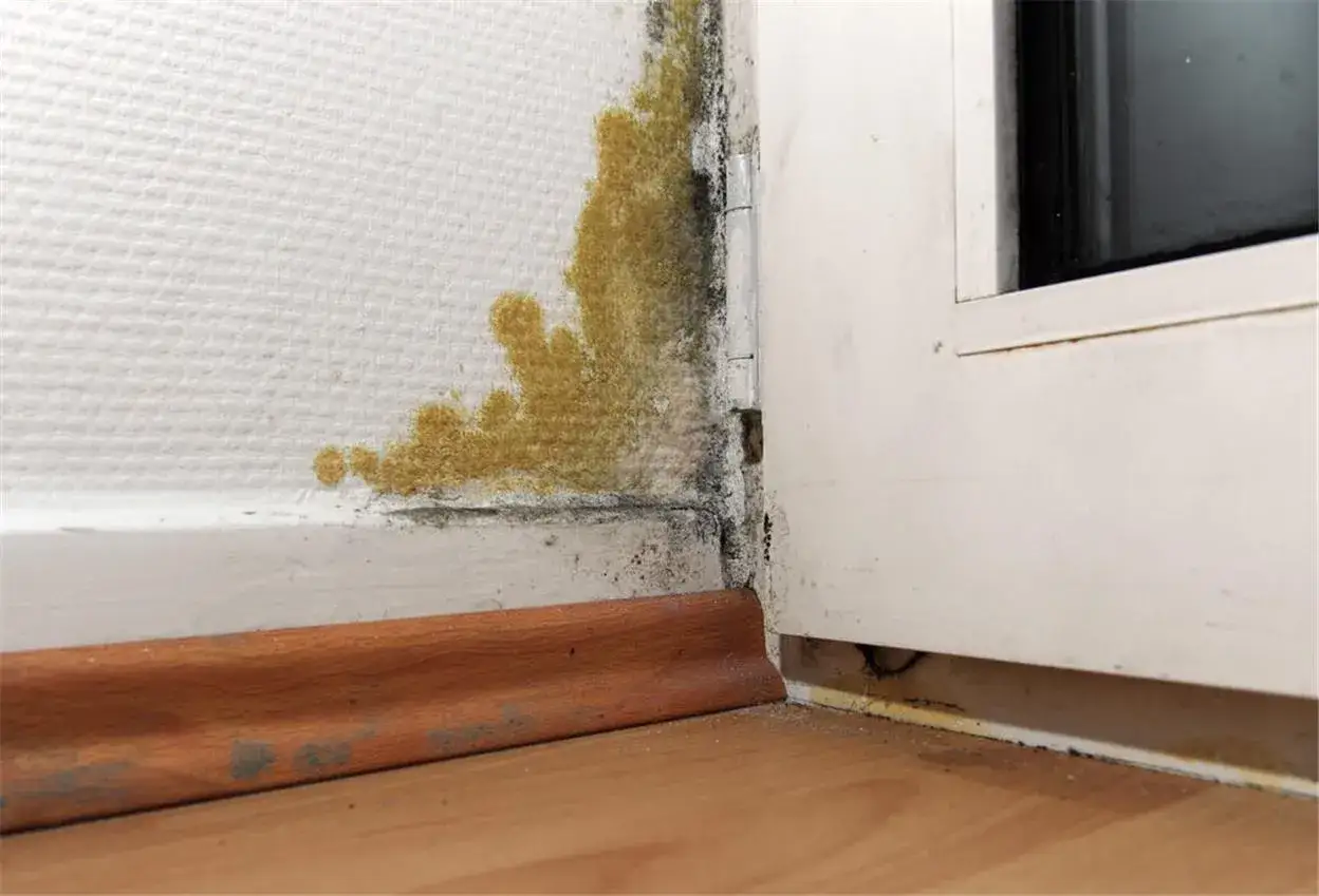 Schimmelbefall an der Wand neben einem Fenster. Gelbe und schwarze Flecken deuten auf Feuchtigkeit hin, ein Grund für wann mietminderung.